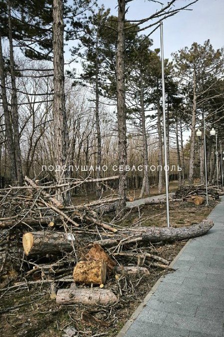 Севастопольцы обеспокоены вырубкой деревьев на Сапун-горе