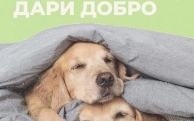 Акция «Дари добро» от фонда «Экосфера»: помощь бездомным животным и приютам