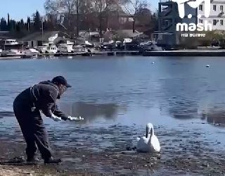 Лебедя с больной лапой спасают в Севастополе, здоровые птицы нападают и лишают пищи