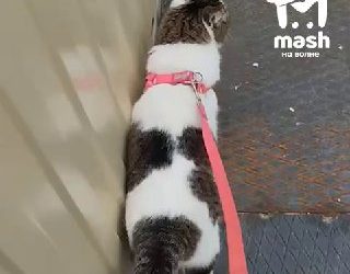 Легендарная кошка Муся останется жить у волонтёров из-за возраста и здоровья
