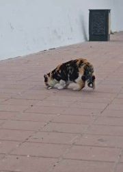 Морской котик в Севастополе полакомился кефалью