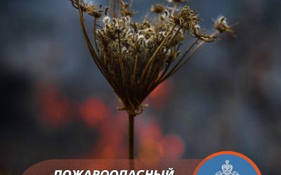 Пожароопасный сезон в Севастополе: правила безопасности в лесу