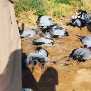 Краснокнижные журавли-красавки на грани вымирания из-за массового отстрела в Саудовской Аравии