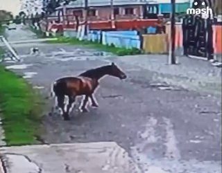 Лошадь вернулась к хозяину в Ингушетии спустя год разлуки, пройдя 10 км