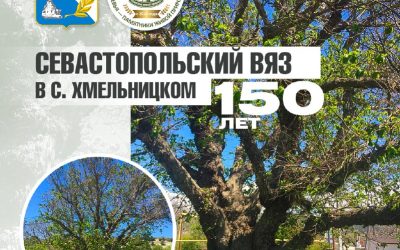Севастопольский вяз-долгожитель борется за звание «Российское дерево года»