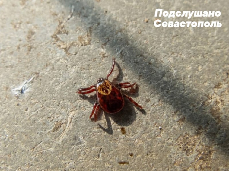 Крым и Севастополь фиксируют рост случаев заболевания клещевым боррелиозом