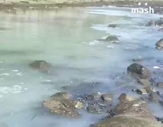 Сельдь в беде: тонны рыбы застряли у берега Магадана из-за отлива