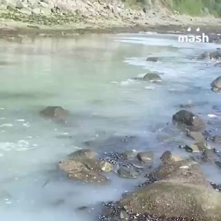 Сельдь в беде: тонны рыбы застряли у берега Магадана из-за отлива