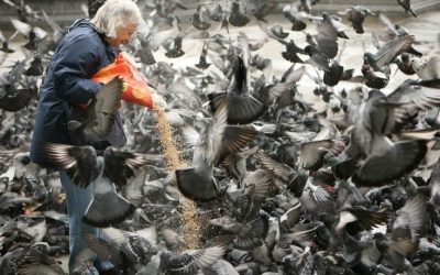 Жители многоквартирного дома жалуются на массовое кормление голубей
