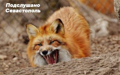 Бешеная лиса напала на рабочего в Севастополе, введен карантин