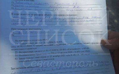 Неизвестные лица незаконно спиливают плодоносящие абрикосы в Севастополе