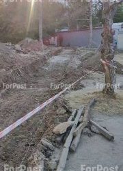 Очередной раскоп в Севастополе: корни сосен перерублены при строительстве дорожки