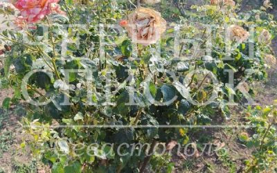 Парки и скверы Севастополя страдают от бездушия и нехватки полива