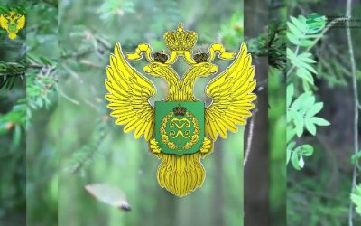 Рост запасов древесины в России на 16 млн кубометров в 2024 году