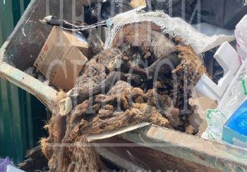Жители Орловки продолжают выбрасывать мусор на обочины несмотря на уборку свалок