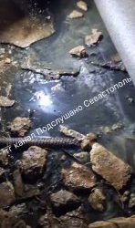 Жители Севастополя жалуются на бездействие управляющей компании