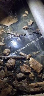 Жители Севастополя жалуются на бездействие управляющей компании
